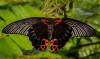 Butterfly in Thailand 